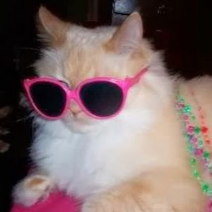 Meet your Posher, Colleen